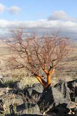 Commiphora glaucescens