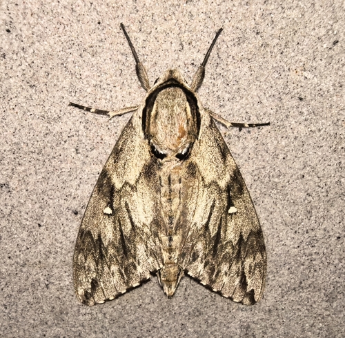 Kentrochrysalis sieversi
