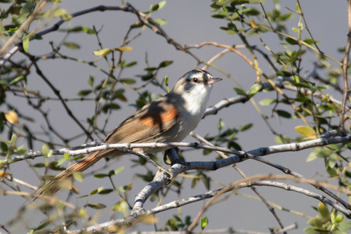 Stripe-crowned Spinetail (Cranioleuca pyrrhophia), photo 6