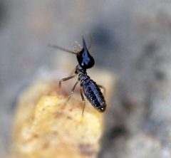 Fulleritermes mallyi