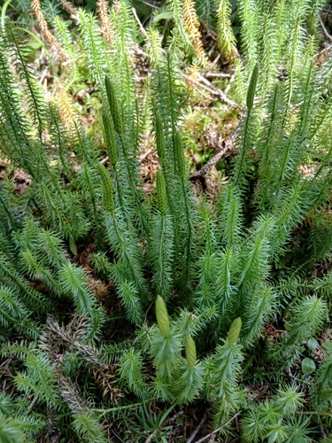 interrupted clubmoss