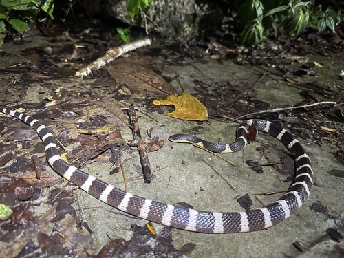 Many-banded Krait