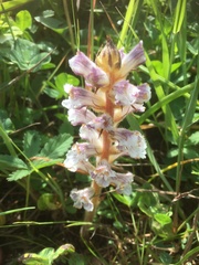 Orobanche crenata