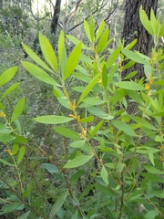 Persoonia lanceolata
