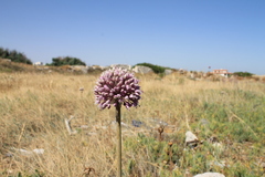 Allium ampeloprasum