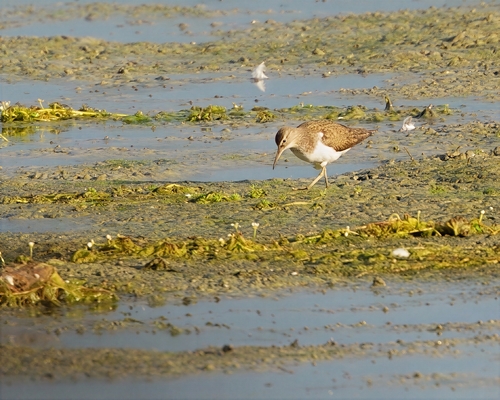 iNaturalist image