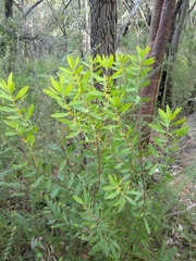 Persoonia lanceolata