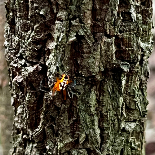 Orange-and-black Pear Spider