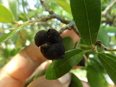 Disholcaspis quercusvirens