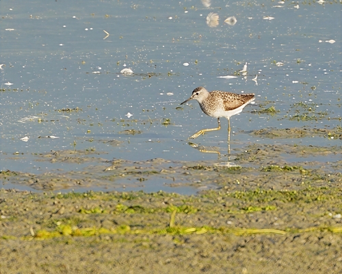 iNaturalist image