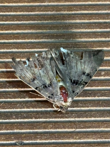 Lienard's Achaea
