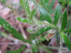 Xanthosia huegelii