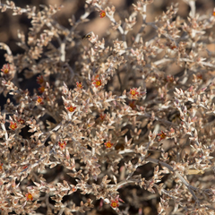 Polycarpaea multicaulis