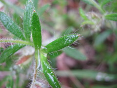 Xanthosia huegelii