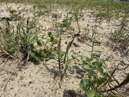 Zoysia macrostachya observed 2026-07-28