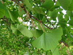 Ginkgo biloba