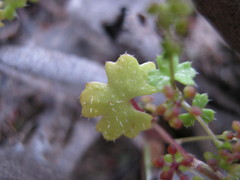Hydrocotyle callicarpa