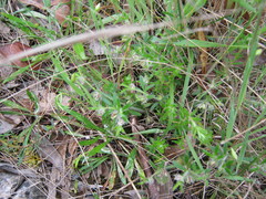 Xanthosia huegelii