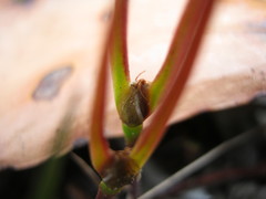 Centrolepis aristata
