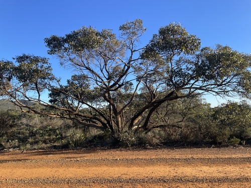 Eucalyptus decipiens observed 2026-07-15