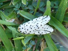 Alpenus