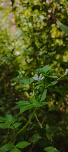 Tarenaya aculeata observed 2026-07-27