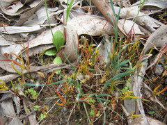 Centrolepis aristata