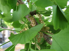Ginkgo biloba