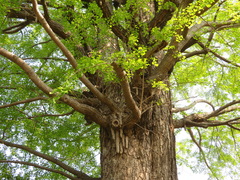 Ginkgo biloba