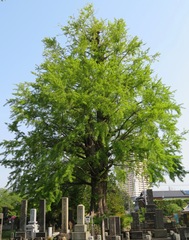 Ginkgo biloba