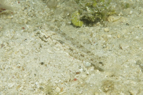 Macrodontogobius wilburi observed 2026-07-15