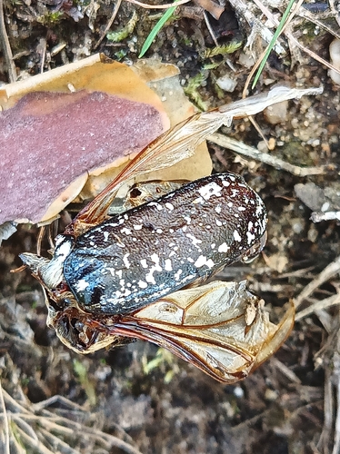 Pine Chafer