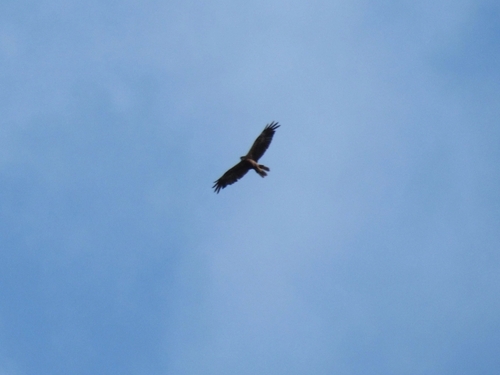 iNaturalist image