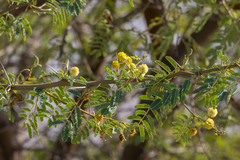 Vachellia nilotica