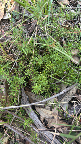 Hibbertia stricta observed 2026-07-28