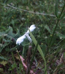 Pterophorus pentadactyla