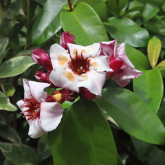 Strophanthus gratus