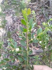 Acacia hispidula