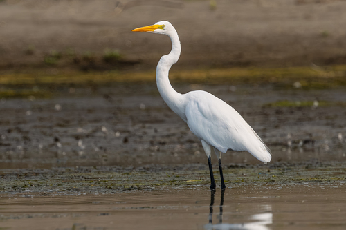 iNaturalist image