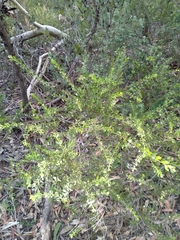 Acacia hispidula