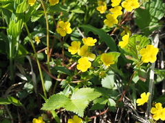 Potentilla togasii