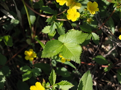 Potentilla togasii