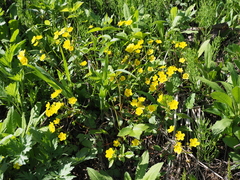 Potentilla togasii