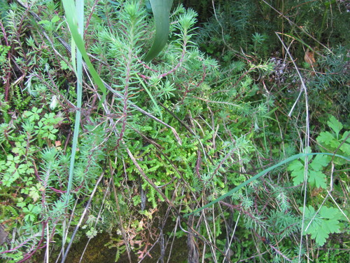 Petrosedum forsterianum, photograph 6