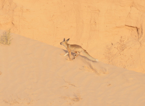 Red Fox