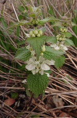 Lamium album
