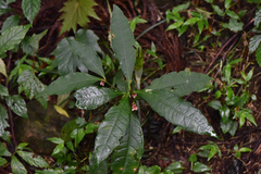 Ardisia cornudentata stenosepala