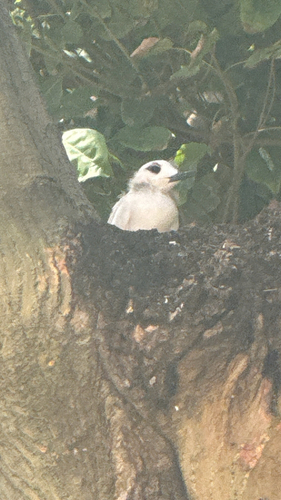 Gygis alba observed 2026-07-27