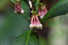 Ardisia cornudentata stenosepala