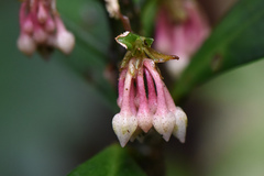 Ardisia cornudentata stenosepala